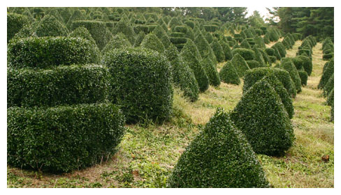 North Carolina Nursery - Boxwood Shrubs For Sale