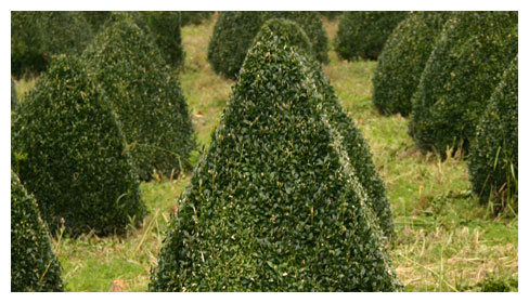 Wholesale Topiary Growers - Wholesale Topiary